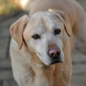 labrador